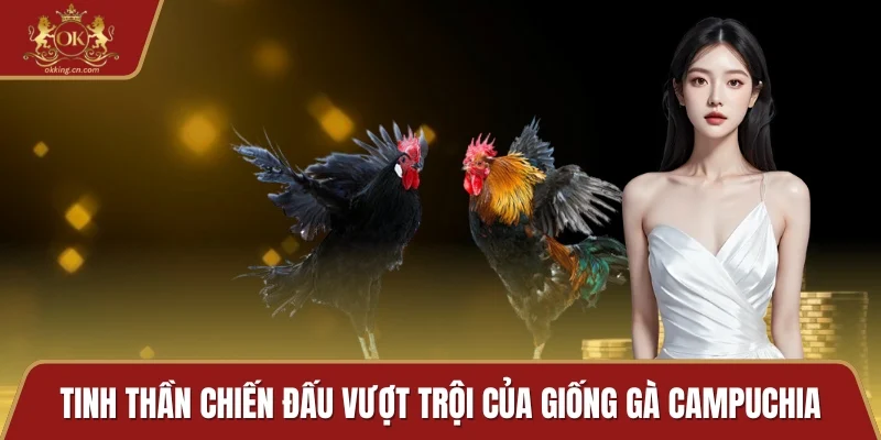 Tinh thần chiến đấu vượt trội của giống gà Campuchia
